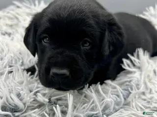 Labrador Retriever dogs for sale: Bingo-Labrador Retriever Puppy - Ad 3