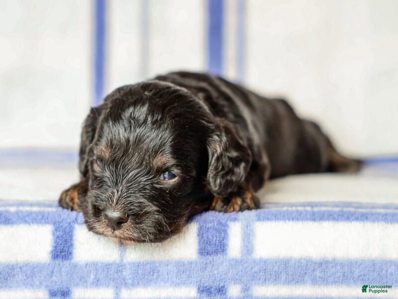 Cavapoo dogs Tex - Ad 31