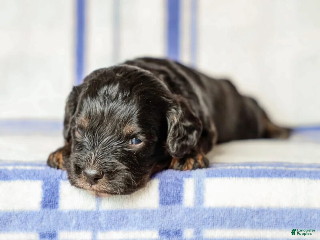 Cavapoo dogs for sale: Tex - Ad 1