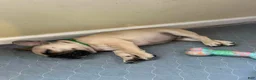 French Bulldog dogs for sale: Chungus(teal) - Ad 11