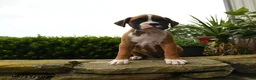 Boxer dogs for sale: Tahiti - Ad 3