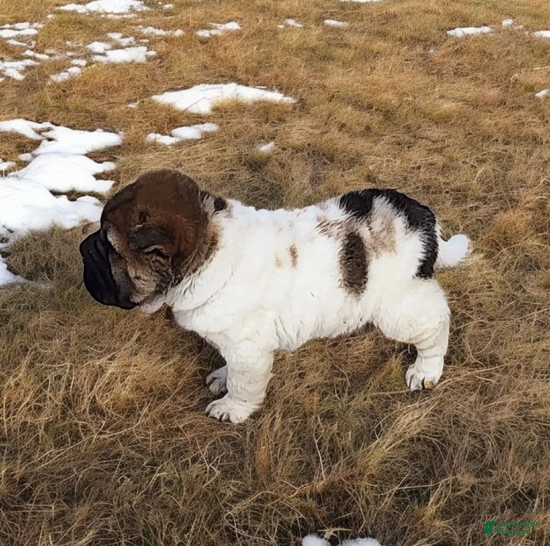 Shar Pei dogs for sale: Marble mini sable flower  - Ad 16