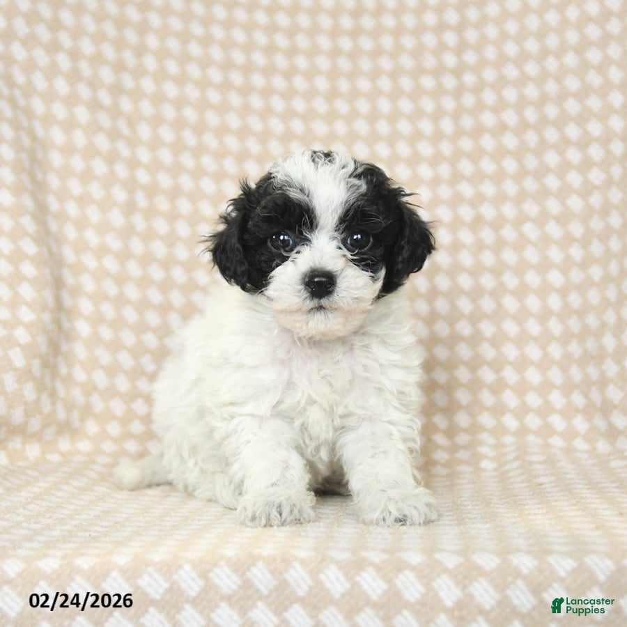 Bichpoo dogs Duncan - Ad 2