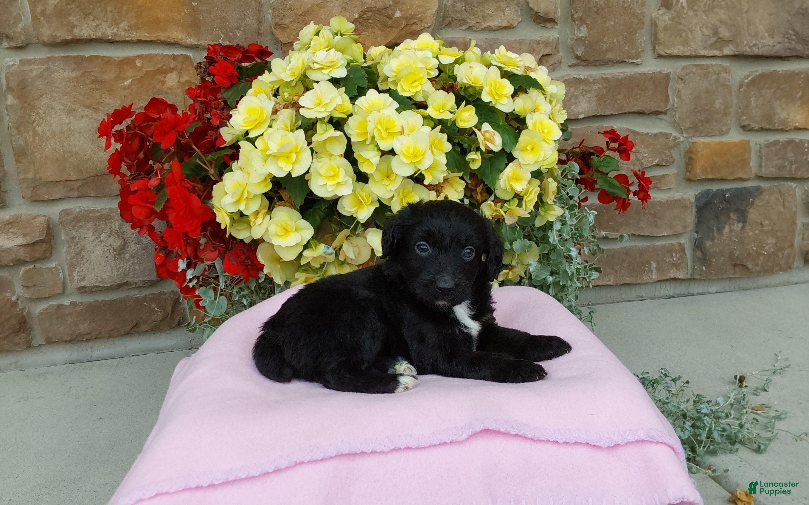 Aussiedoodle dogs Aussiedoodle 4 - Ad 1