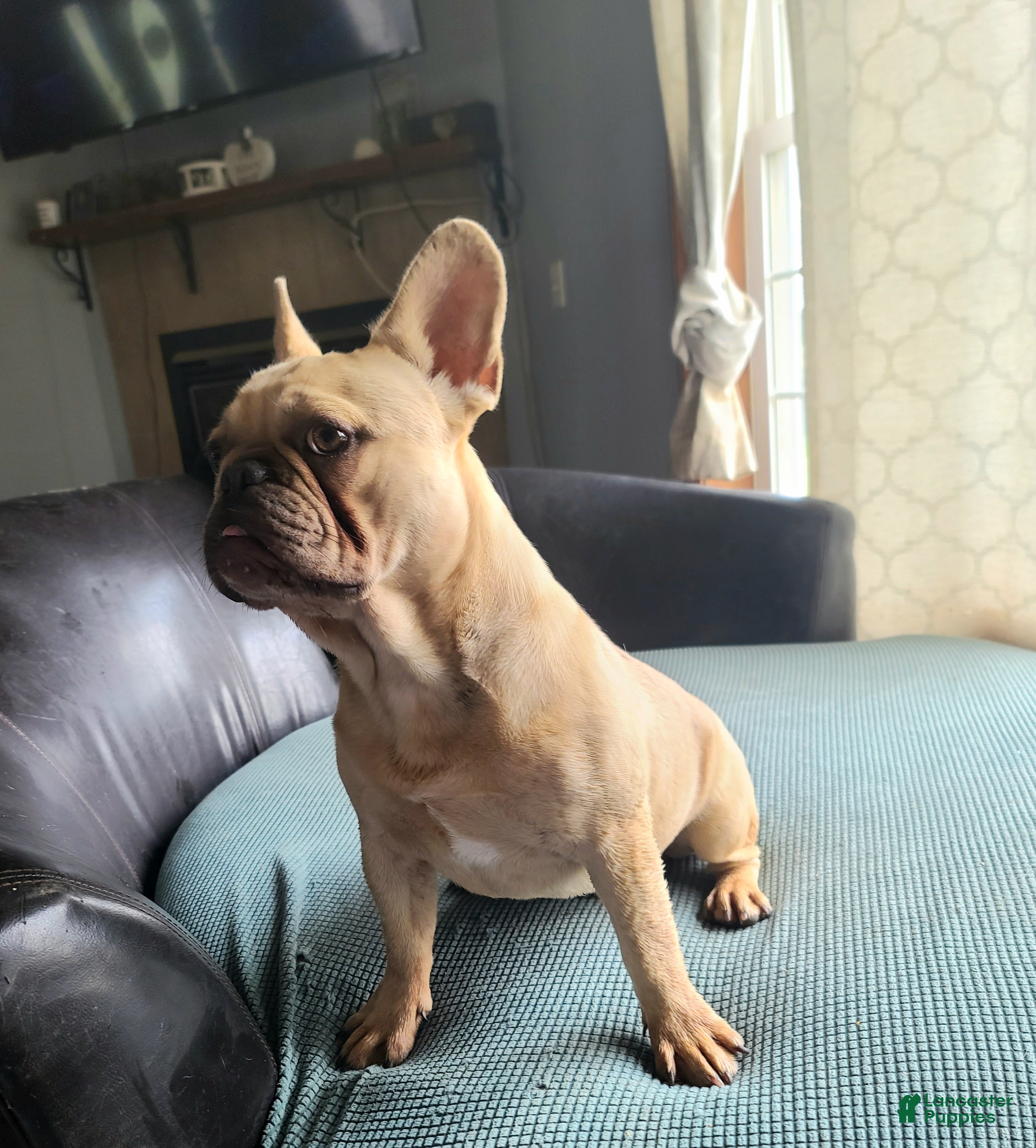 French Bulldog dogs Coco merle male - Ad 2