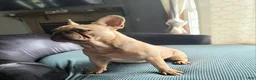 French Bulldog dogs for sale: Coco merle male - Ad 2