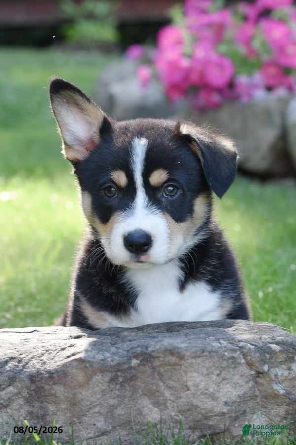 Welsh Corgi Pembroke dogs Oakley - Ad 2