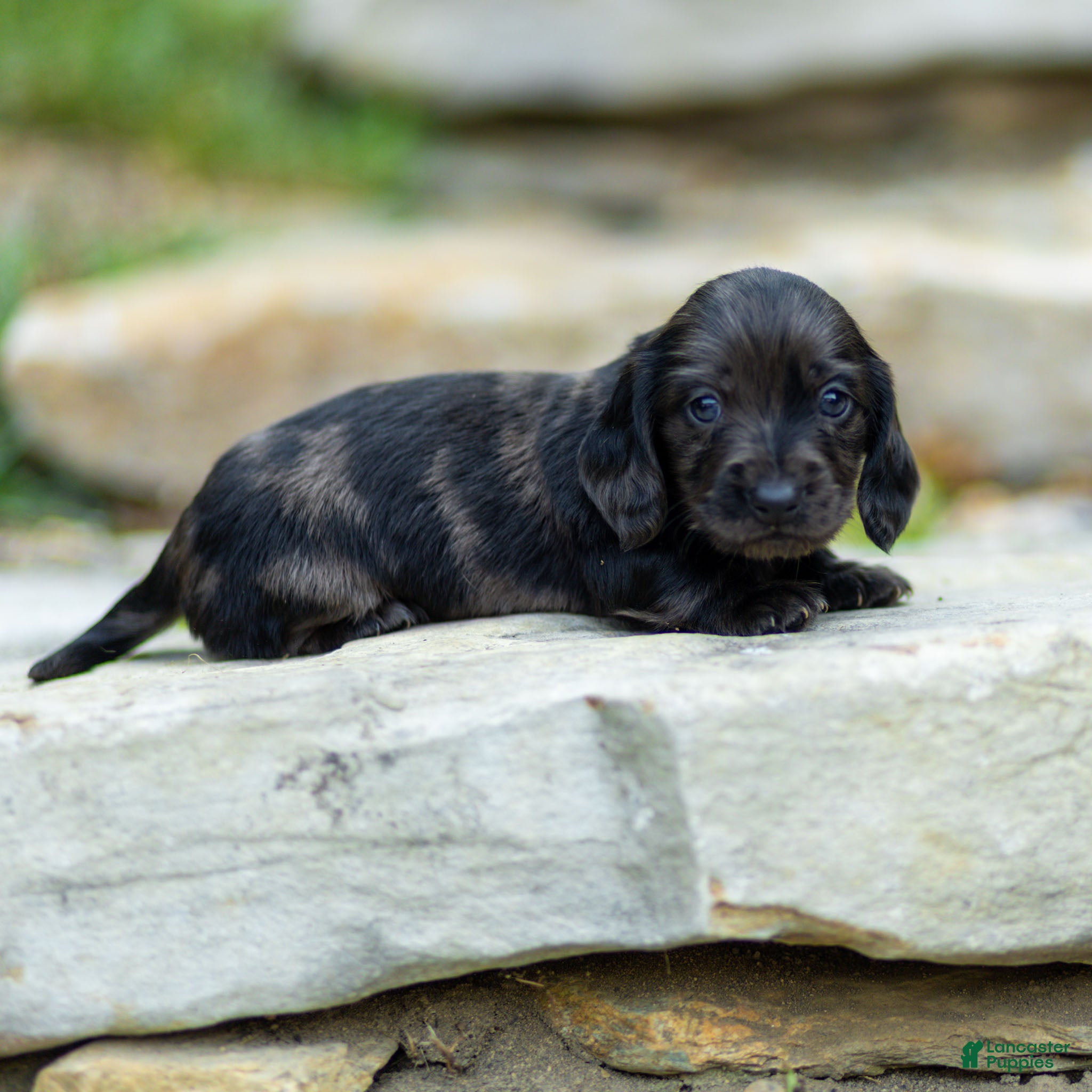 Miniature Dachshund dogs Pepper Miniature Dachshund  - Ad 1