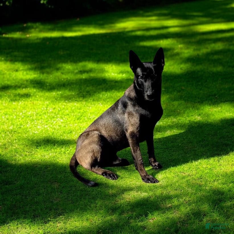Belgian Malinois dogs for sale: Bravo❤️AKC mom and dad are there to meet  - Ad 2