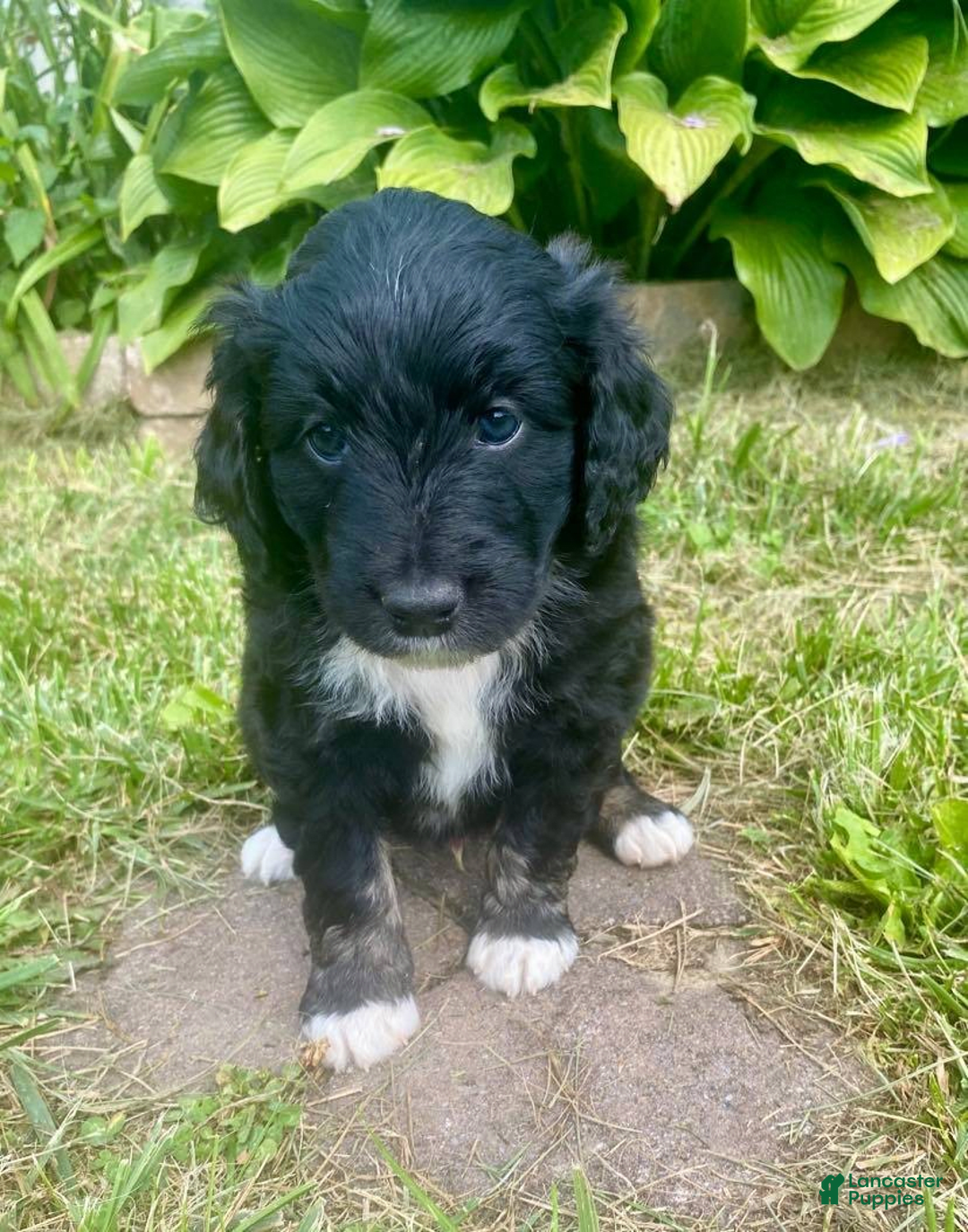 Gallery Image {{count}}