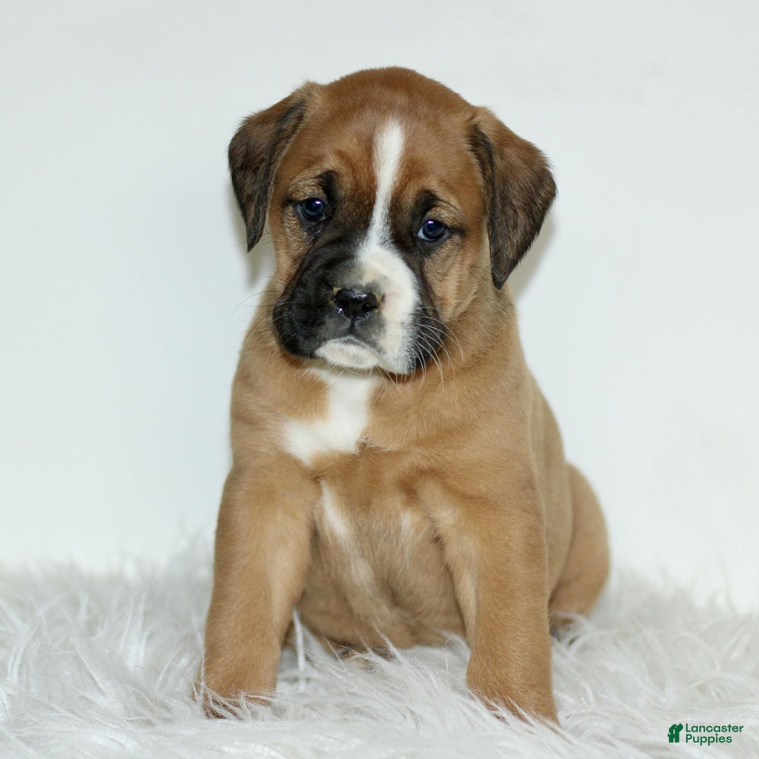 Mixed Breed dogs for sale: Darla  - Ad 2