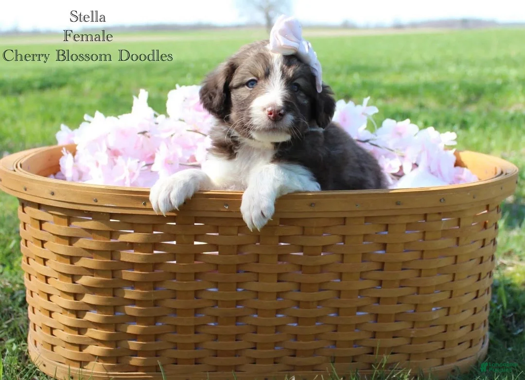 Bordoodle dogs for sale: Stella - Ad 1