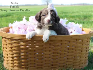 Bordoodle dogs Stella - Ad 11