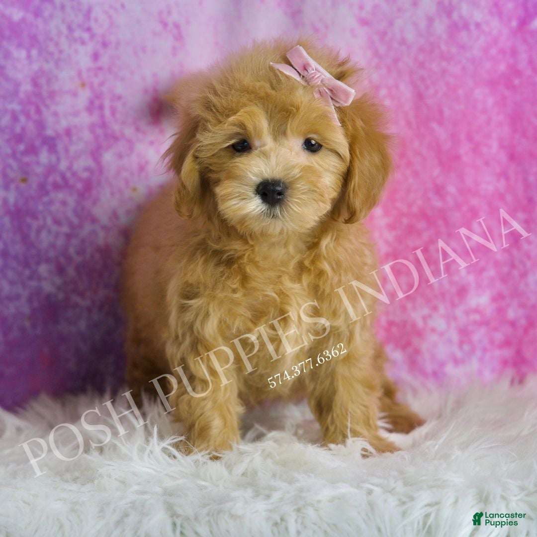 Maltipoo dogs for sale: Strawberry - Ad 1