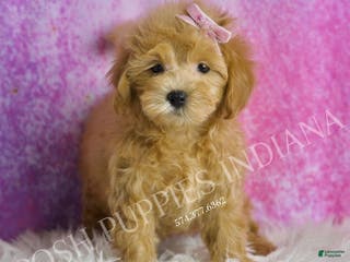 Maltipoo dogs Strawberry - Ad 30