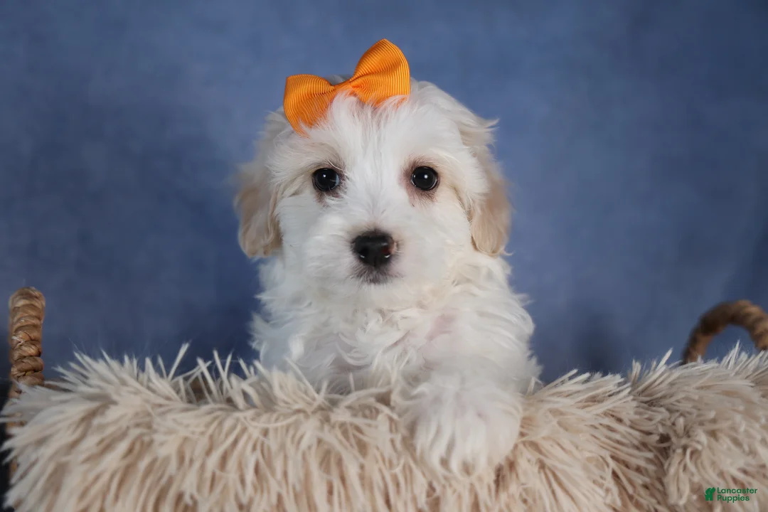 Havapoo dogs for sale: FROSTY - Ad 14