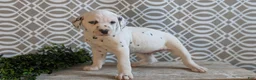 Dalmatian dogs for sale: Kody - Ad 8