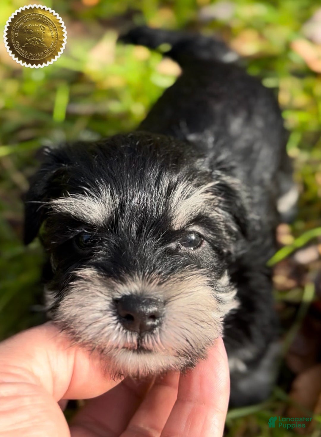 Miniature Schnauzer dogs for sale: ROSIE - Ad 23