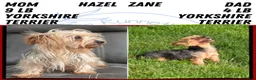 Yorkshire Terrier dogs for sale: Zeus - Ad 11