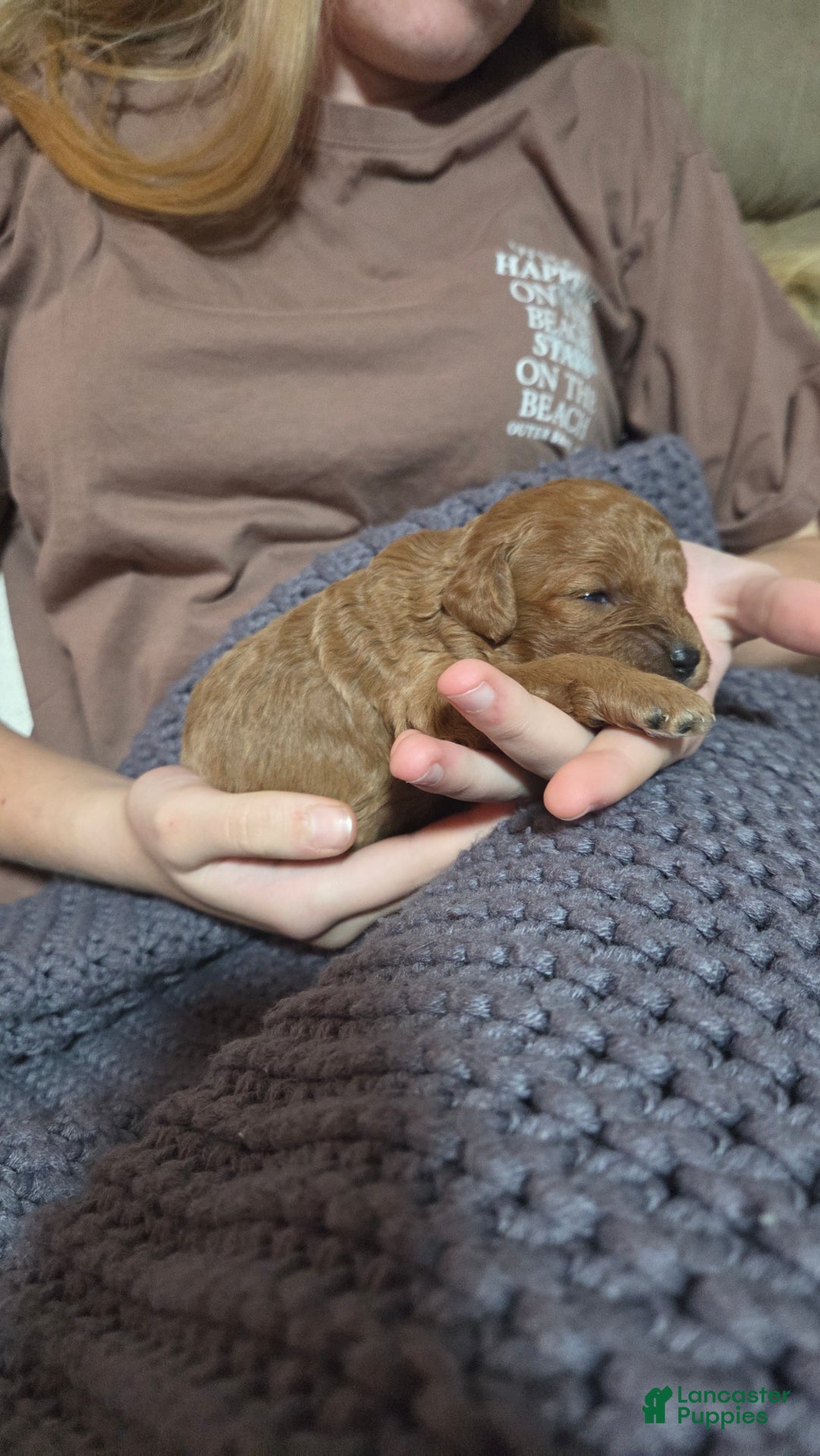 Cavapoo dogs for sale: Hadley  - Ad 2