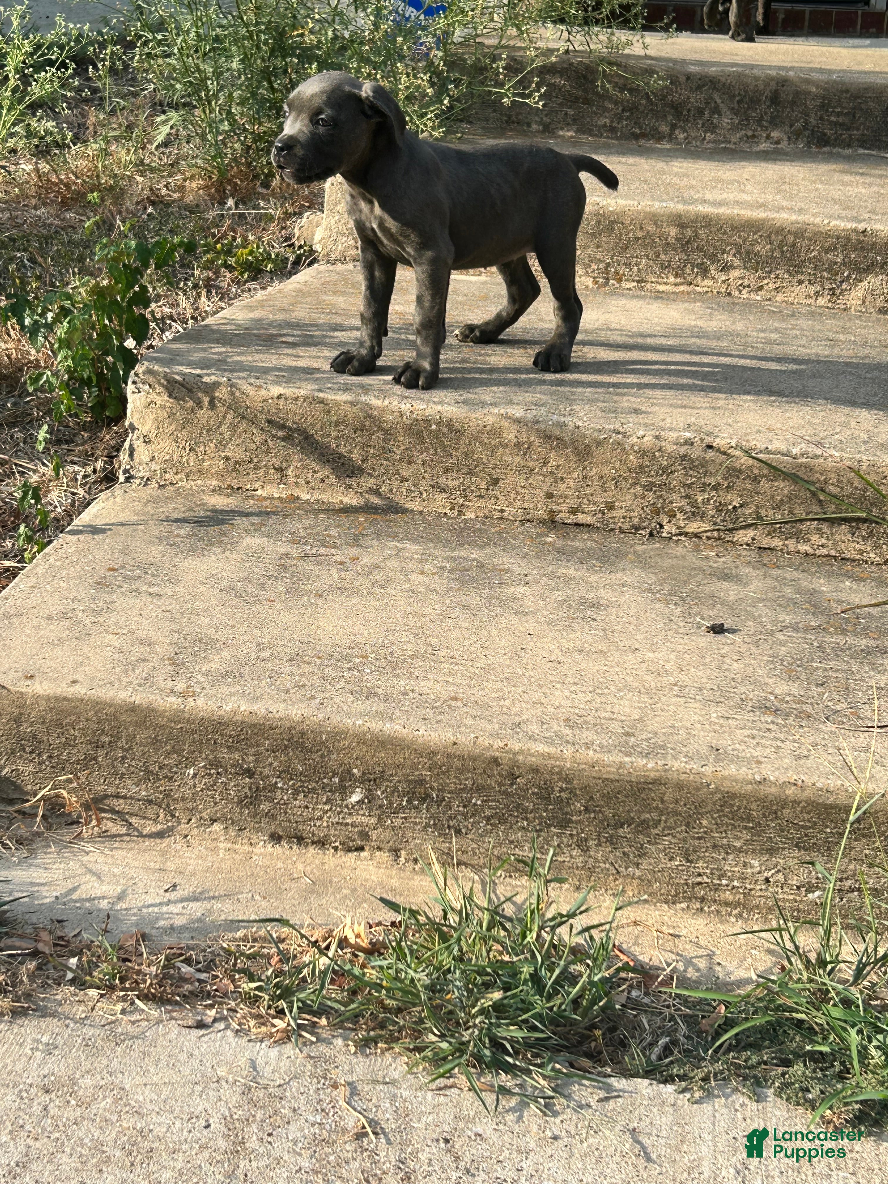 Cane Corso dogs Cane Corso 1 - Ad 27