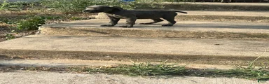 Cane Corso 1