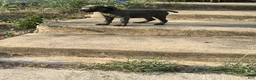 Cane Corso dogs for sale: Cane Corso 1 - Ad 1