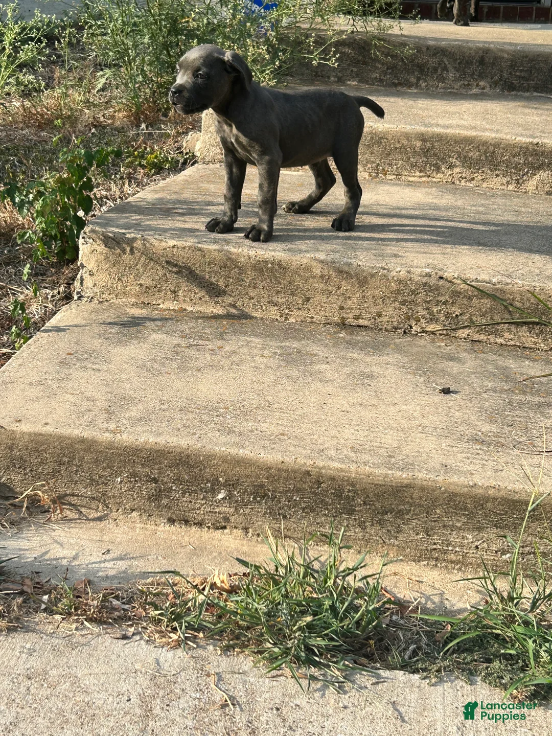 Cane Corso dogs for sale: Cane Corso 1 - Ad 1