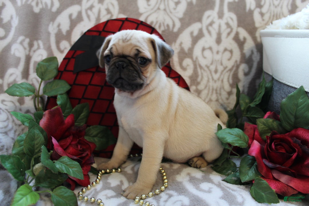 Pug dogs for sale: Calvin - Ad 3