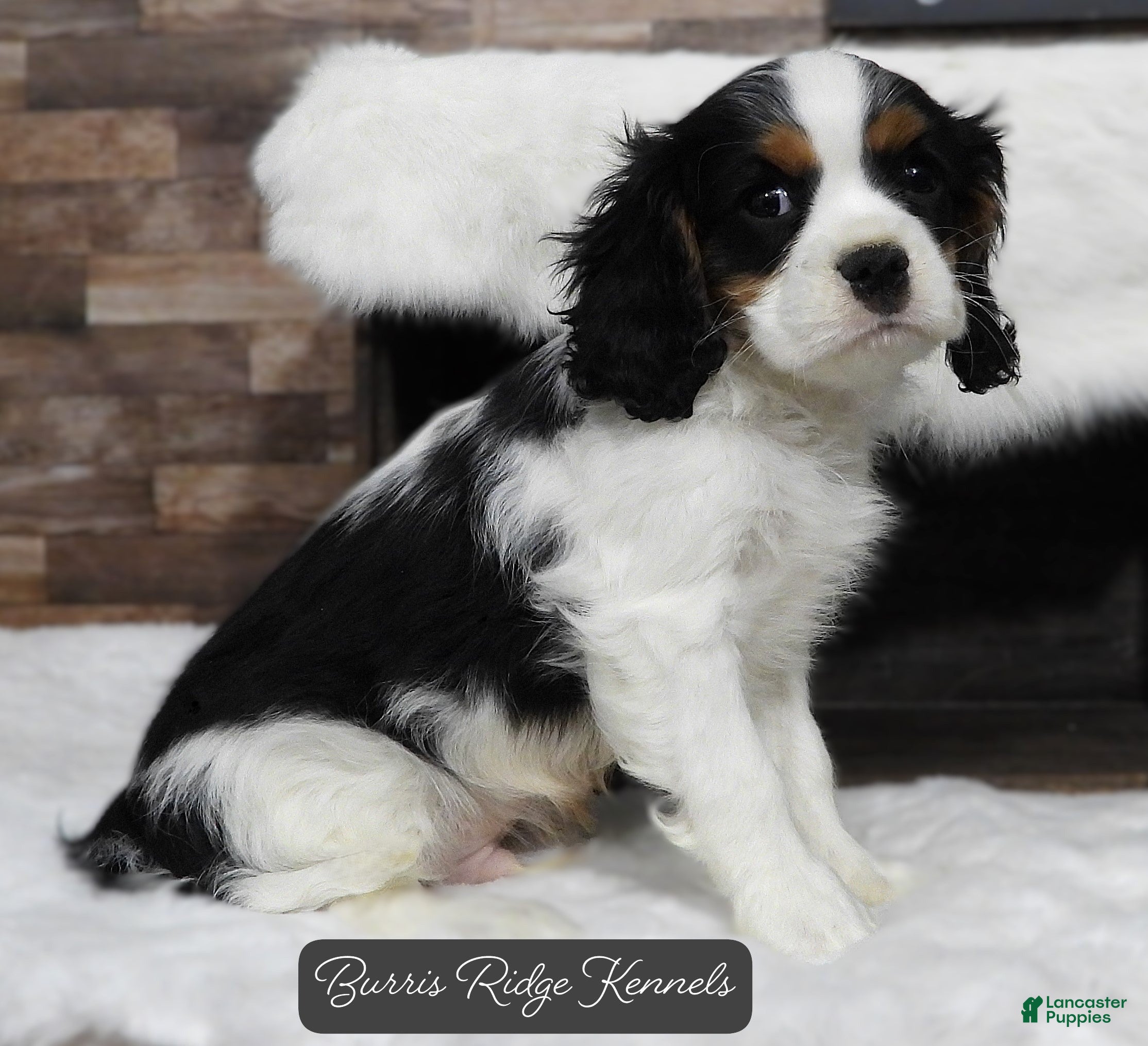 Cavalier King Charles Spaniel dogs Cavalier King Charles Spaniel Puppy 2 - Ad 20