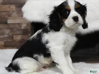 Cavalier King Charles Spaniel dogs Cavalier King Charles Spaniel Puppy 2 - Ad 20