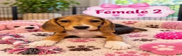 Beagle dogs for sale: Lady - Ad 3