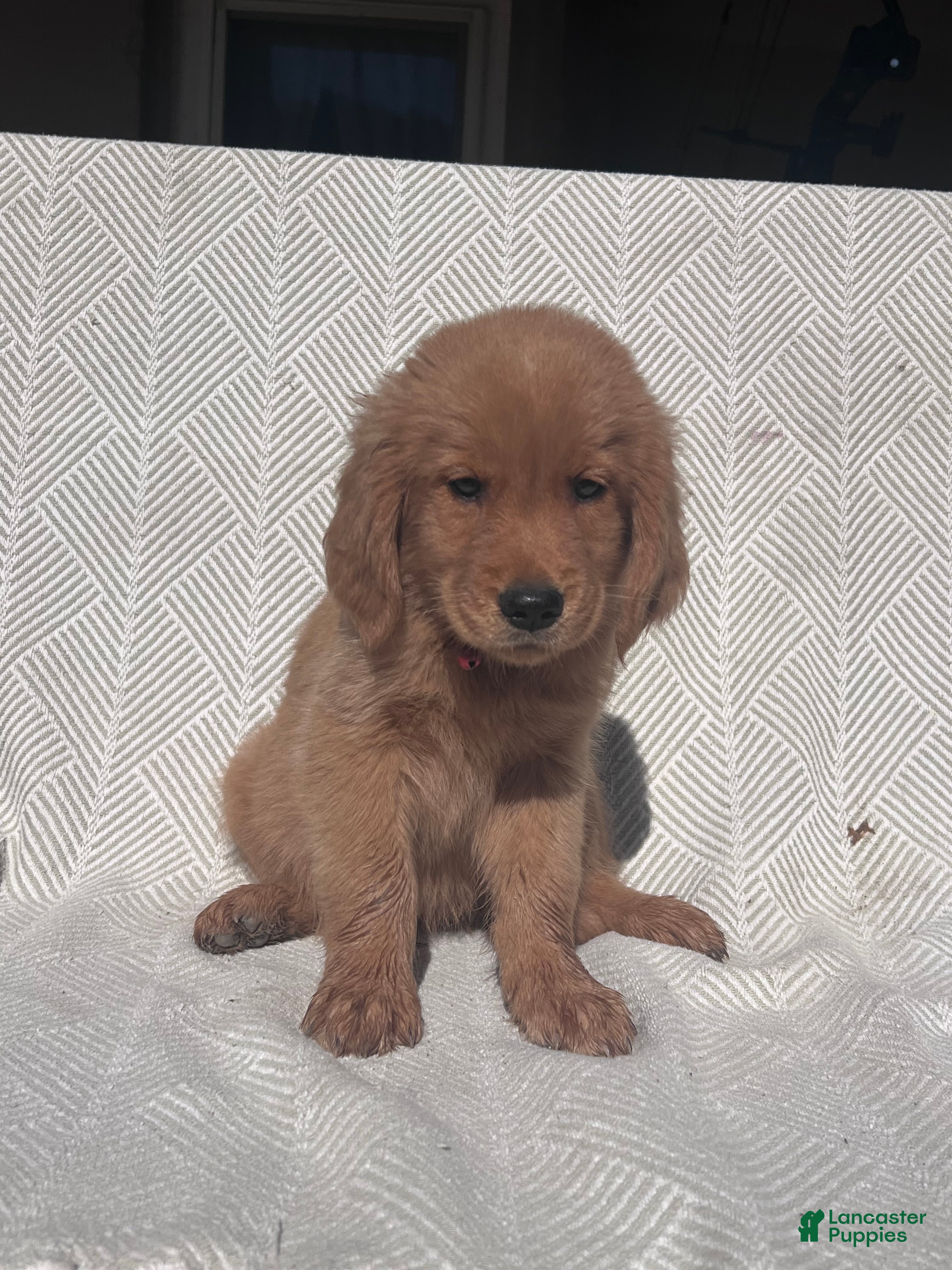 Golden Retriever dogs for sale: Golden Retriever 1 - Ad 3