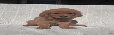 Golden Retriever 1