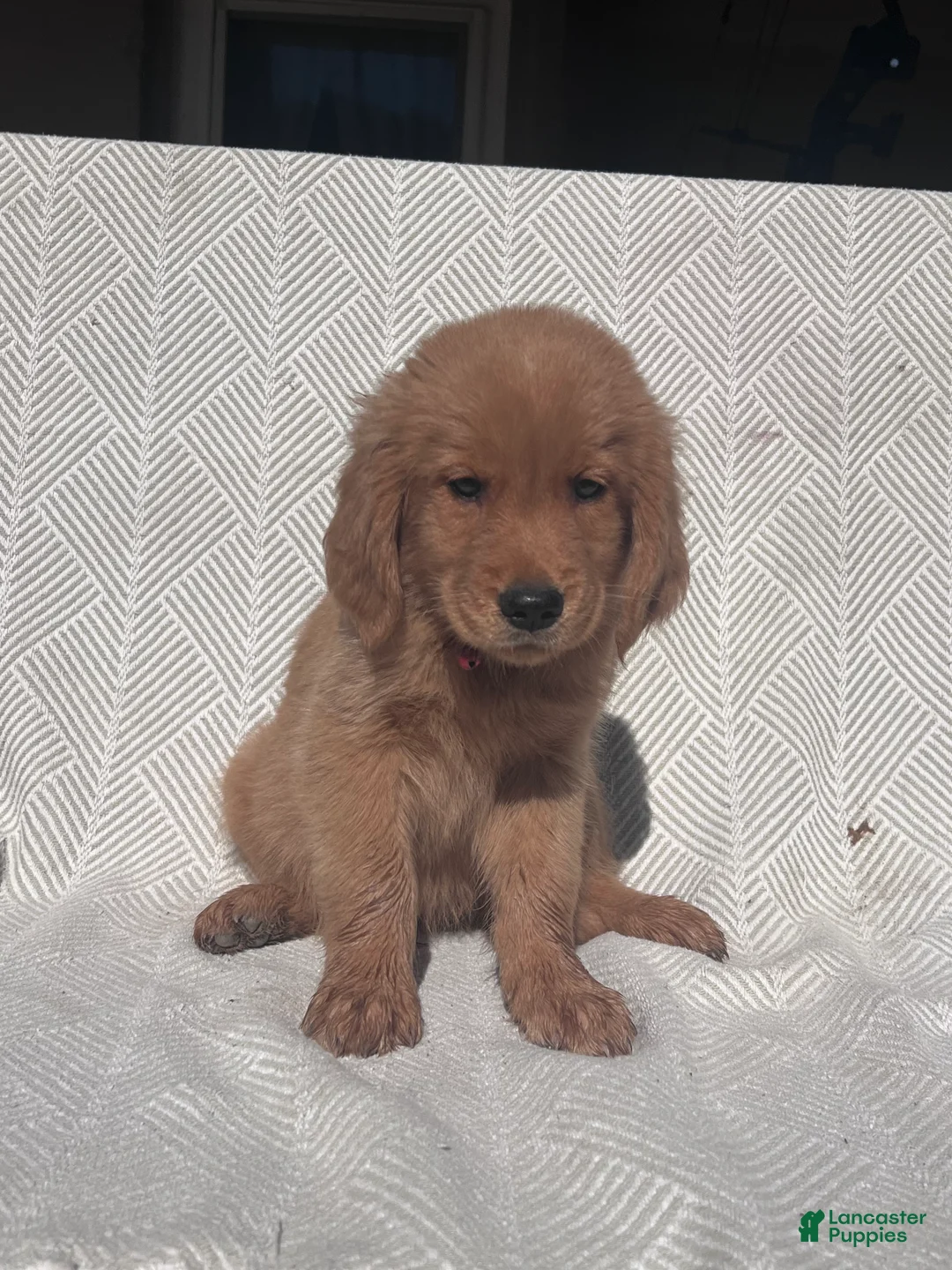 Golden Retriever dogs for sale: Golden Retriever 1 - Ad 1