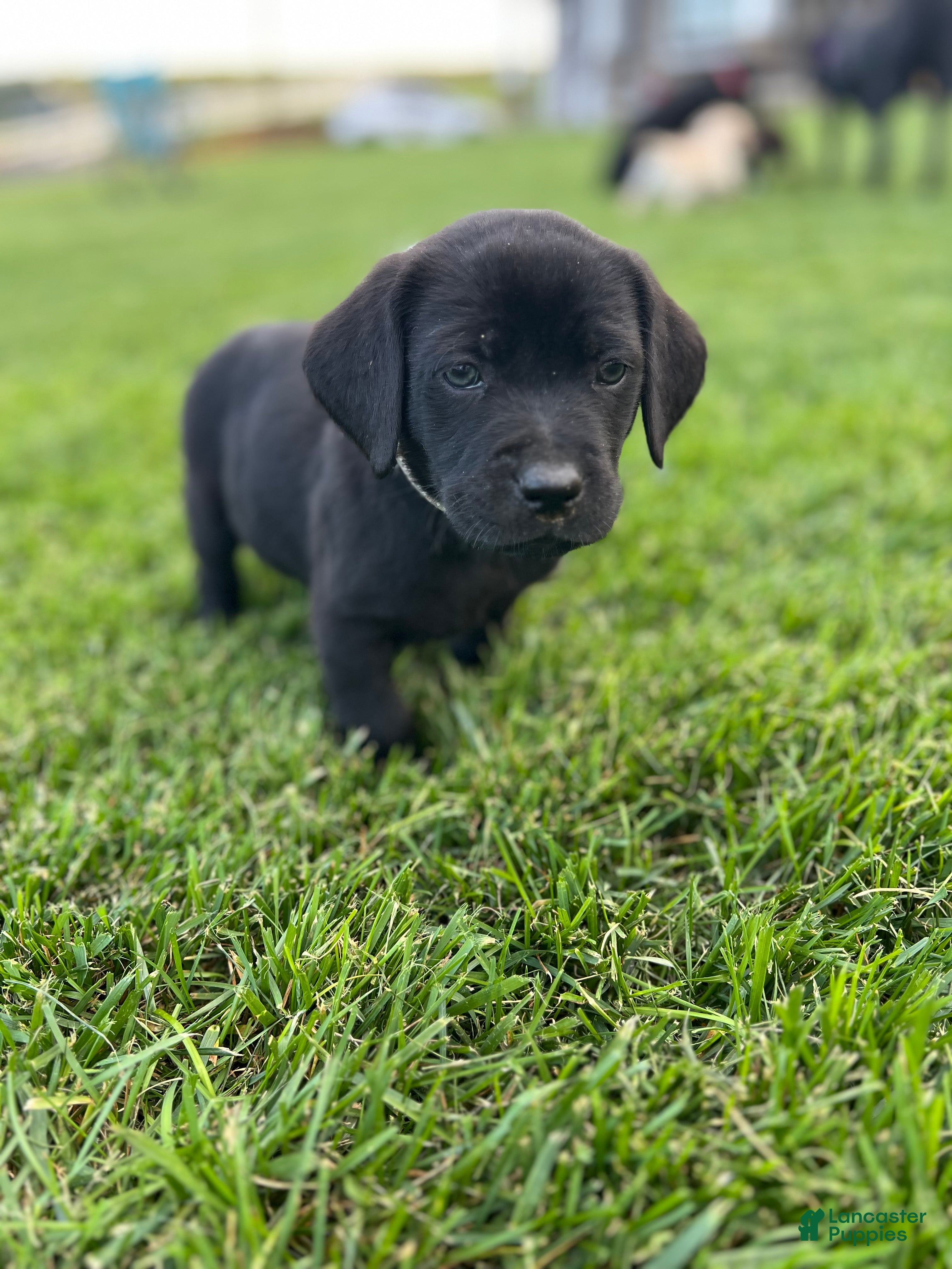 Labrador Retriever dogs River (White Collar) - Ad 2