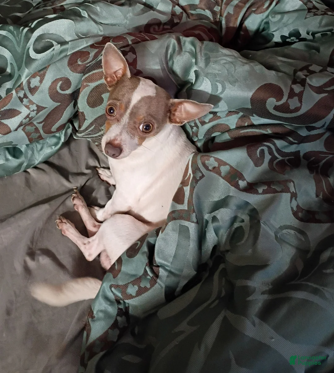 Chihuahua dogs for sale: Chihuahua 1 - Ad 3