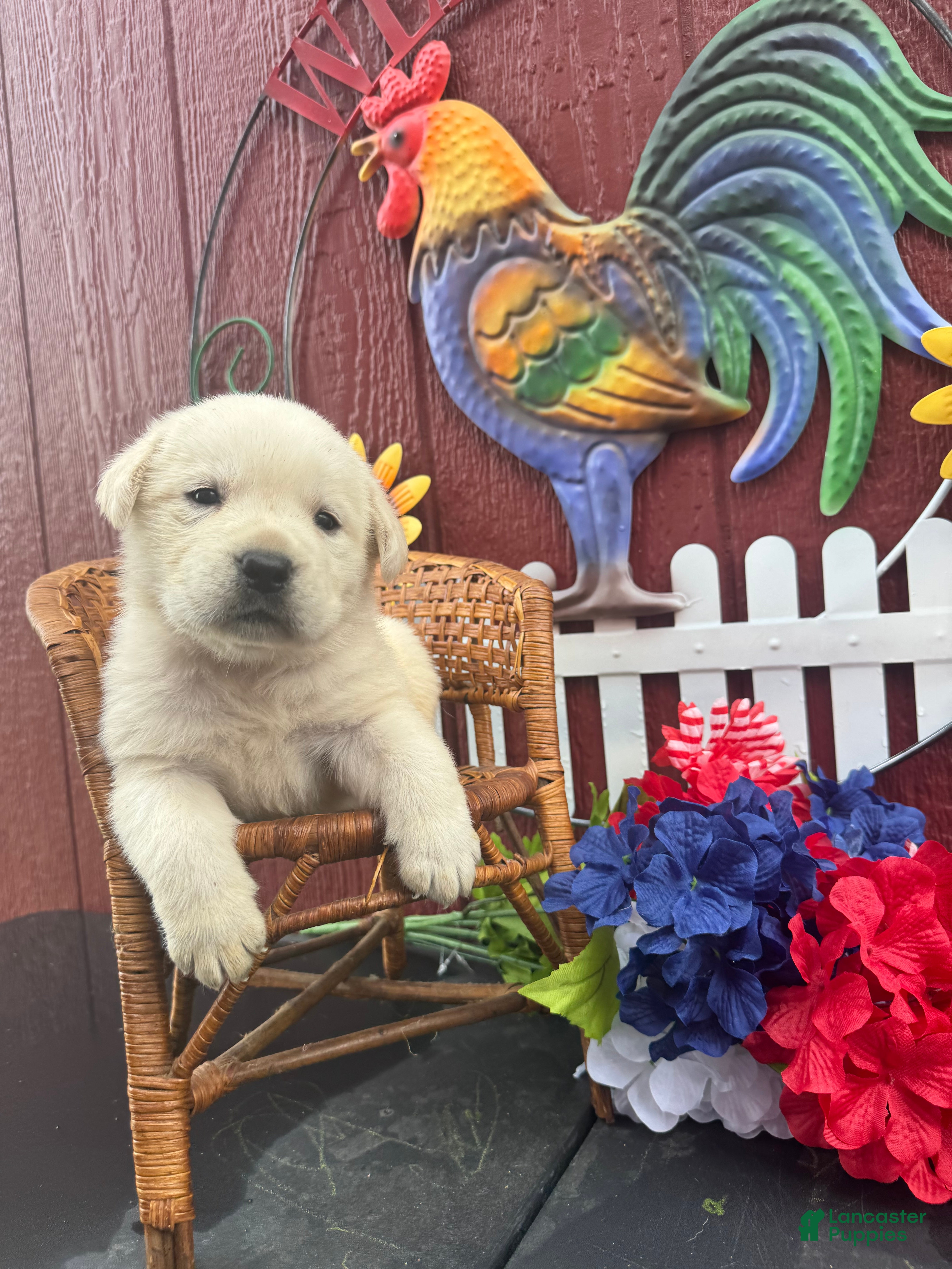Labrador Retriever dogs for sale: Labrador Retriever Puppy 5 - Ad 4