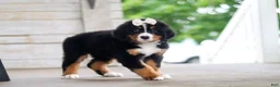Bernese Mountain Dog dogs for sale: Bailey - Ad 4