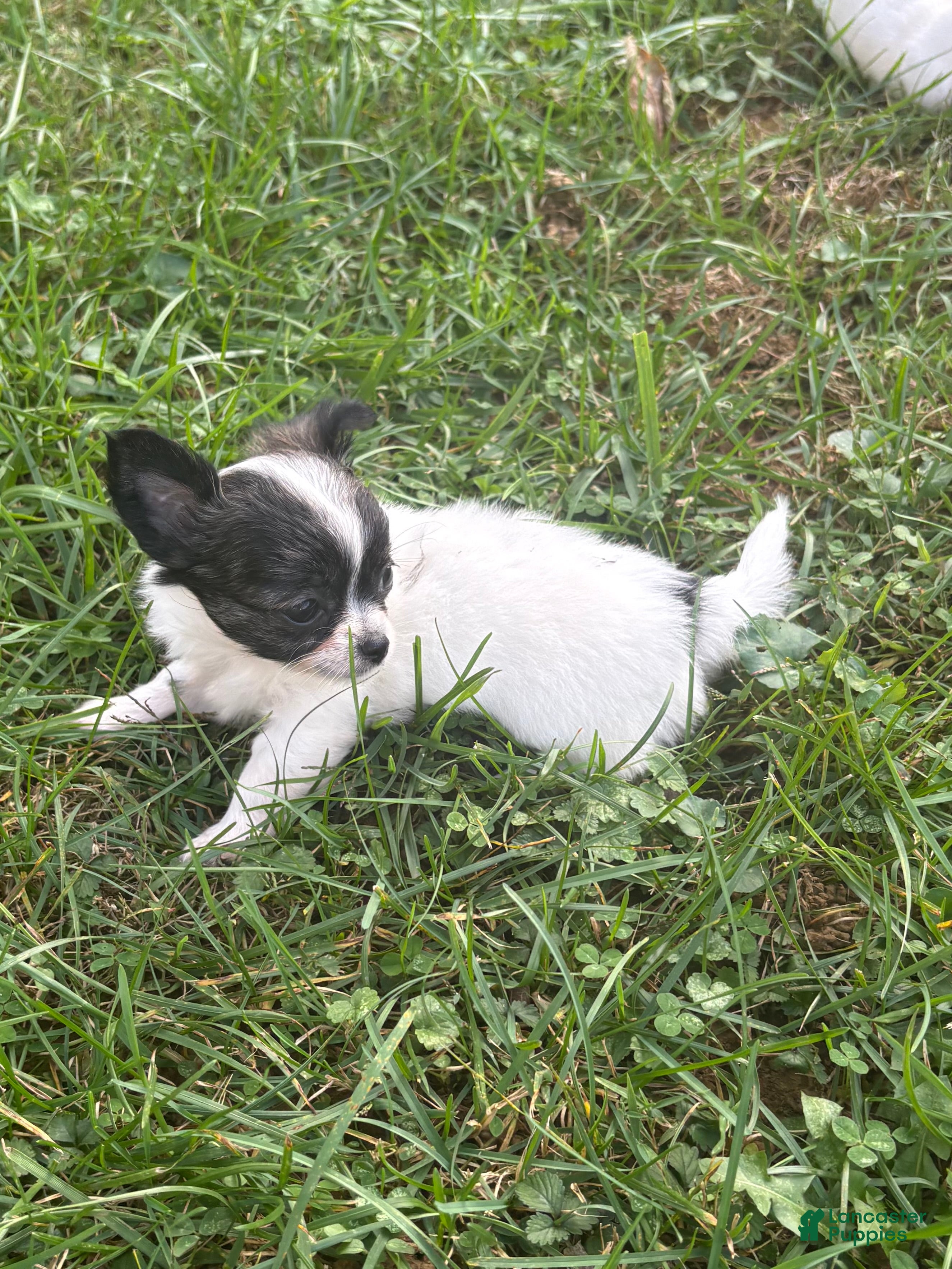 Chihuahua dogs Chihuahua 2 - Ad 1