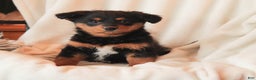 Mixed Breed dogs for sale: Naida - Ad 1