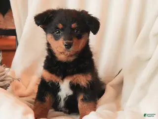 Mixed Breed dogs Naida - Ad 3