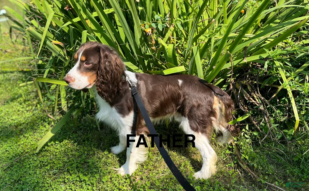 English Springer Spaniel dogs for sale: English Springer Spaniel Puppy - Dotty - Ad 6
