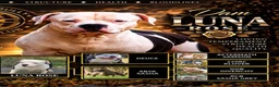 American Bully dogs for sale: American Bully 4 - Ad 6