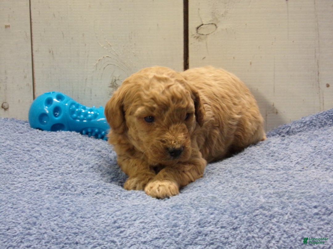 Standard Poodle dogs for sale: Ezra - Ad 1