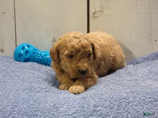 Standard Poodle dogs Ezra - Ad 18