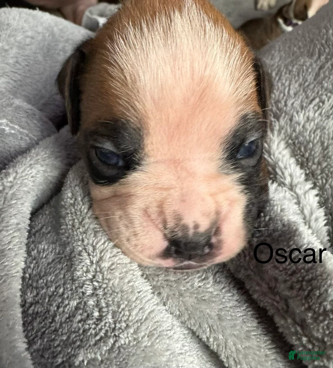 Boxer dogs for sale: Luna  - Ad 18