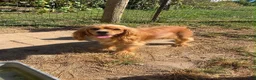 Cocker Spaniel dogs for sale: 🩵👑✨ Cinderella ✨👑🩵 - Ad 5