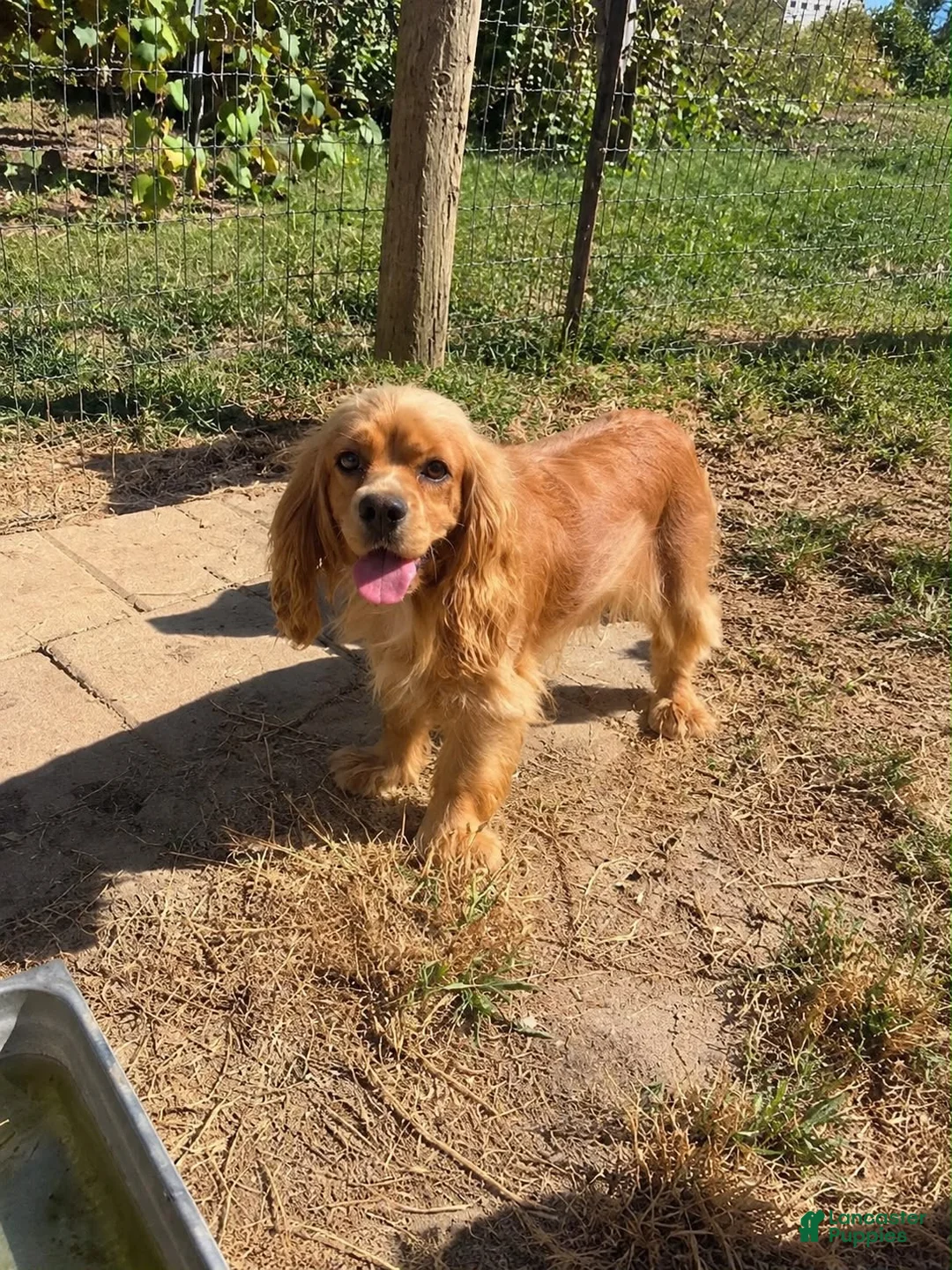 Cocker Spaniel dogs for sale: 🩵👑✨ Cinderella ✨👑🩵 - Ad 5
