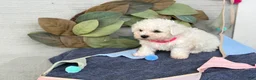 Bichon Frise dogs for sale: Eden - Ad 8